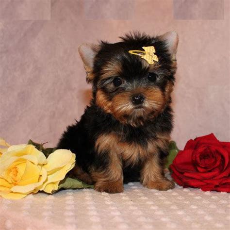 yorkie puppies for sale in nashville tennessee|yorkie puppies in tennessee.